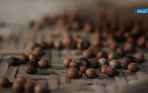 Người Việt trồng đàn hương ở Kenya