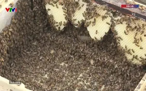 Mùa quay mật ong hoa cà phê