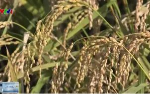 Xung đột Trung Đông đe dọa an ninh lương thực