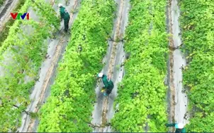 Xây dựng chuỗi liên kết sản xuất nông nghiệp