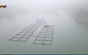 Ô nhiễm nghiêm trọng hồ chứa thủy điện 