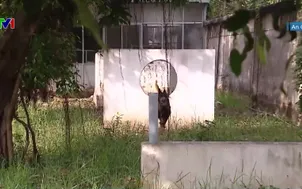 Ngày mới huấn luyện chó nghiệp vụ