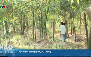 Hình thành rừng tre phủ xanh đồi cát