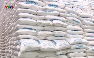 9 giống gạo thơm được phép xuất khẩu sang EU