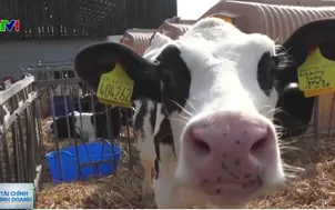 Ngành sữa Anh gặp khó do giá sữa giảm mạnh 