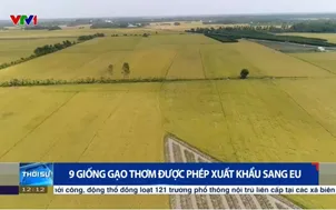 9 giống gạo thơm được phép xuất khẩu sang EU