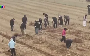 Dự án phủ xanh sa mạc Taklimakan, Trung Quốc