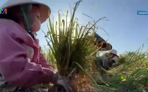 Ngày mới thu hoạch tỏi trên vùng đất cát