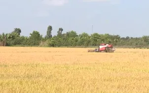 Rộn ràng thu hoạch lúa đông xuân