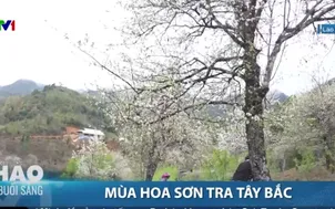 Mùa hoa sơn tra Tây Bắc