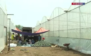 Chủ động giảm chi phí, duy trì sản xuất