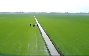 Đề án 1 triệu ha lúa thúc đẩy giảm chi phí