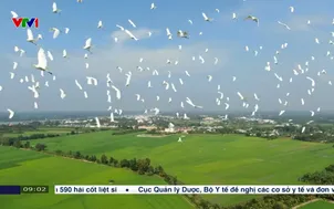 Đề án 1 triệu ha lúa thúc đẩy giảm chi phí