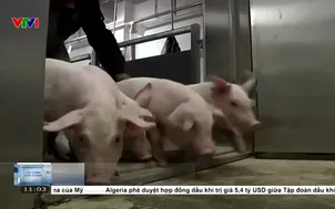 Giá lợn hơi tại Trung Quốc thấp nhất 15 năm