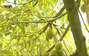 Nâng sao OCOP sản phẩm sầu riêng