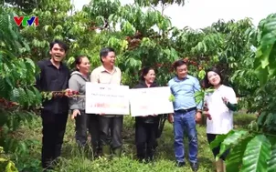 Buổi sáng tại vùng trồng cà phê xuất khẩu