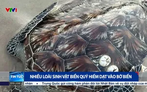 Nhiều loài sinh vật biển quý hiếm dạt vào bờ biển