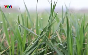 Trung Quốc thúc đẩy nông nghiệp xanh