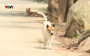 Bất an vì chó thả rông trong khu dân cư