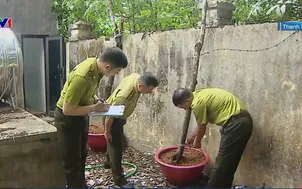 Cơn sốt cây muội hồng và hệ luỵ