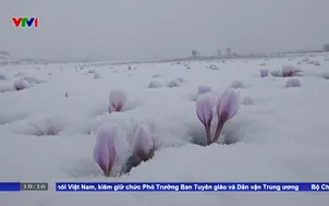 Sự giao thoa hiếm gặp giữa mùa đông và mùa xuân