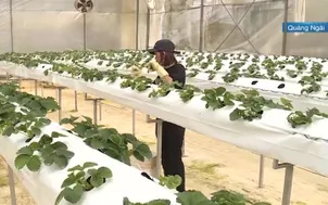 Phát triển nông nghiệp công nghệ cao tại vùng dân tộc thiểu số