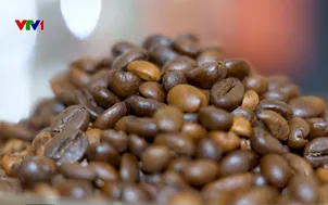 Tiềm năng xuất khẩu cà phê Việt Nam sang Nhật Bản
