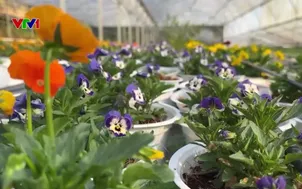 Bắt mắt hoa viola dùng trang trí món ăn