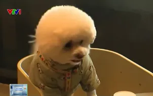 Xu hướng mang thú cưng vào quán ăn tại Hàn Quốc