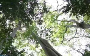 Để rừng không còn lặng im