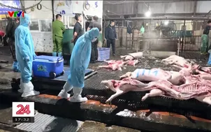 Làm rõ trách nhiệm quản lý vụ lò mổ tập trung giết mổ lợn bệnh