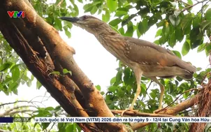 Chim hoang dã trở về