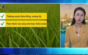 Bản tin thời tiết 5h30 - 11/4/2026