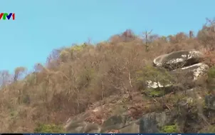 Ứng dụng AI phòng chống cháy rừng