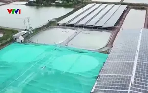 Giảm chi phí nuôi tôm để tăng lợi nhuận