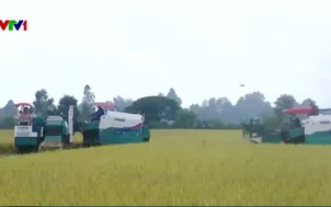 Giải pháp giảm chi phí sản xuất lúa