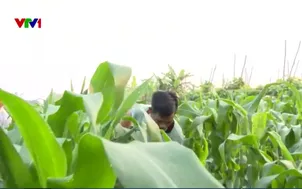 Buổi sáng với những nông dân trồng bắp ở Cồn Hến