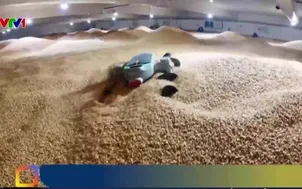 Robot san gạt thóc khi phơi