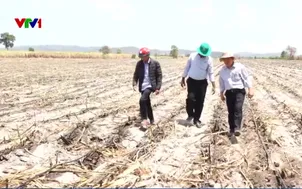 Đầu tư nước tưới để chống hạn cho mía