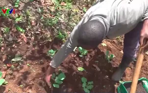 Kenya: Hồi sinh đất bằng giun đỏ