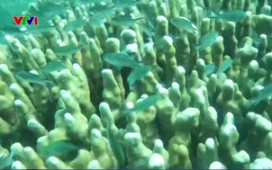 Độc đáo sản vật Cù Lao Chàm