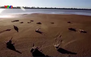 Ngày trái đất 2026: Hành động trước khi quá muộn