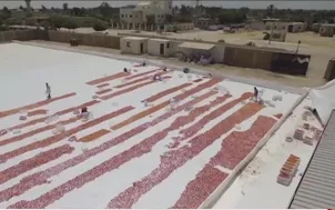 Nắng nóng cực đoan đe dọa sản xuất lương thực toàn cầu