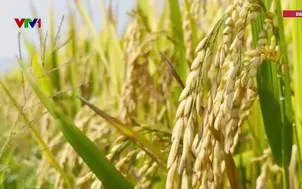 Niềm vui được mùa sau lũ lịch sử