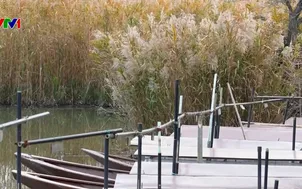 Trồng sậy - Phương pháp làm sạch hồ Biwa Nhật Bản