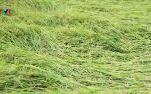 Giông lốc, mưa đá gây thiệt hại nghiêm trọng