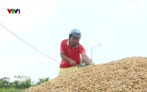 Nguy hiểm từ việc phơi lúa trên đường