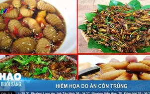 Hiểm họa do ăn côn trùng