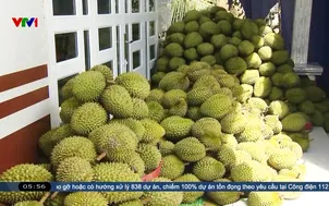 Sầu riêng giảm giá thành nỗi "sầu chung"