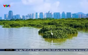 Rừng ngập mặn trong lòng đô thị Thâm Quyến